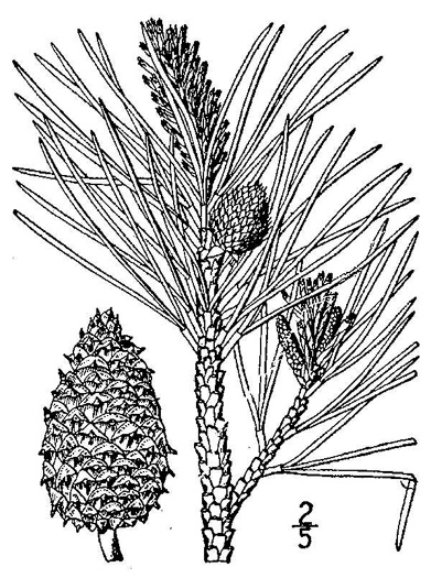 image of Pinus rigida, Pitch Pine