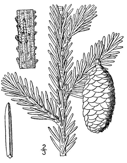 Picea rubens, Red Spruce, He Balsam