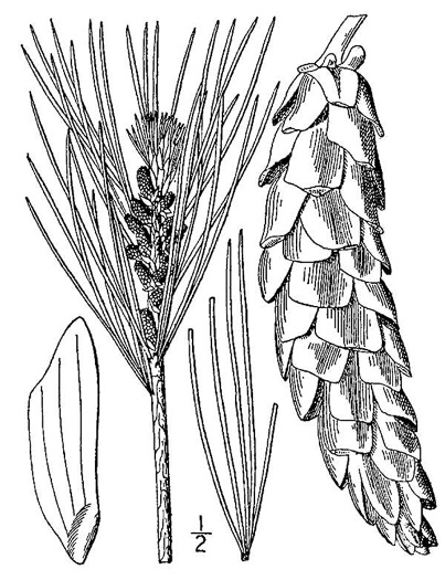 image of Pinus strobus, Eastern White Pine