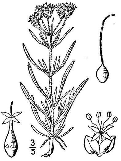drawing of Plantago indica, Sand Plantain, Leafy-stemmed Plantain