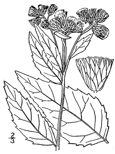 image of Pluchea camphorata, Common Camphorweed, Camphor Pluchea, Marsh Fleabane