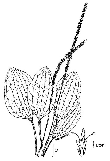 drawing of Plantago cordata, Heartleaf Plantain, King-root