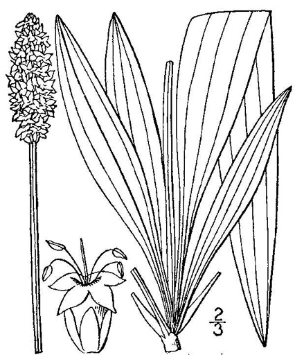 image of Plantago lanceolata, English Plantain, Buckhorn Plantain, Rib-grass, Narrowleaf Plantain