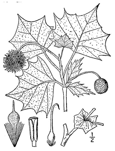 image of Platanus occidentalis, American Sycamore, Planetree