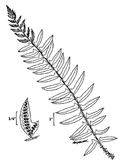 image of Polystichum acrostichoides, Christmas Fern