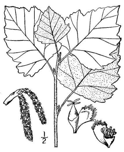 image of Populus alba, White Poplar, Silver Poplar