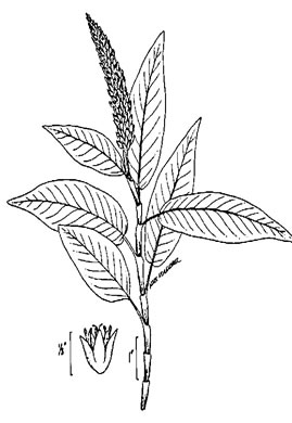 image of Persicaria amphibia ssp. laevimarginata, Water Smartweed, Scarlet Smartweed