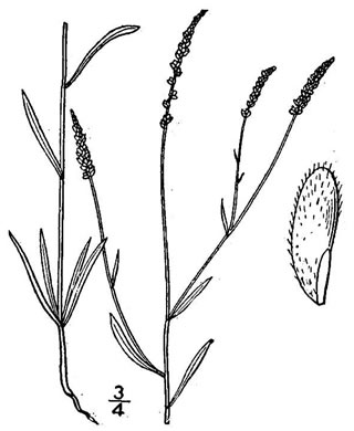 drawing of Polygala ambigua, Loose Milkwort, Alternate Milkwort, Whorled Milkwort