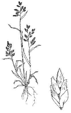 drawing of Poa annua, Annual Bluegrass, Six-weeks Grass, Speargass