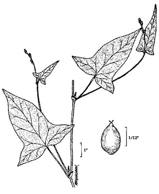 image of Persicaria arifolia, Halberd-leaf Tearthumb