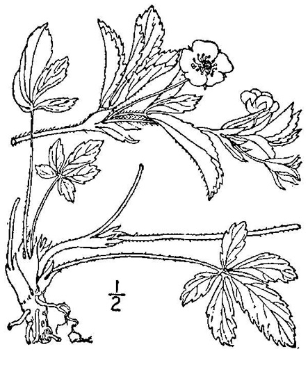drawing of Potentilla canadensis, Dwarf Cinquefoil, Running Five-fingers