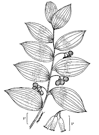 image of Polygonatum biflorum +, Smooth Solomon's Seal