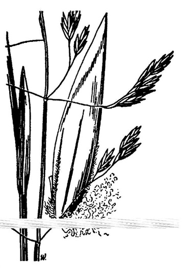 drawing of Poa cuspidata, early bluegrass