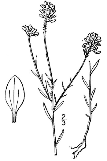 drawing of Polygala curtissii, Curtiss's Milkwort, Appalachian Milkwort