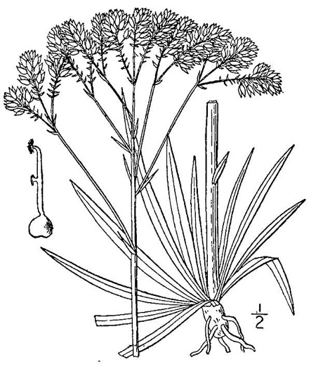 drawing of Polygala cymosa, Tall Pinebarren Milkwort