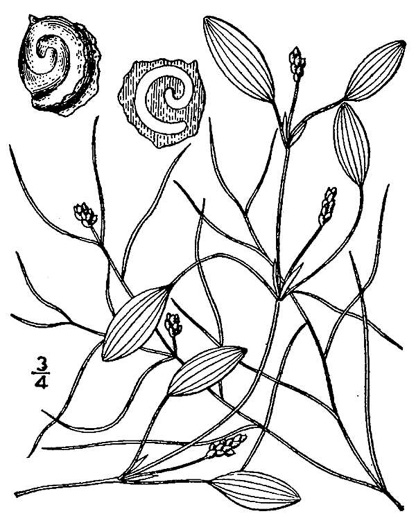 image of Potamogeton diversifolius, Common Snailseed Pondweed, Waterthread Pondweed