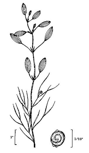 image of Potamogeton diversifolius, Common Snailseed Pondweed, Waterthread Pondweed