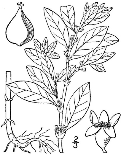 image of Polygonum erectum, Erect Knotweed