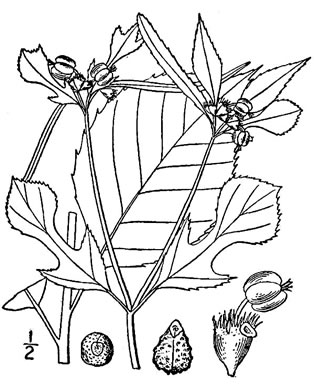 drawing of Euphorbia heterophylla, Fiddler's Spurge, Mexican Fireplant, Catalina, Jacob's-ladder