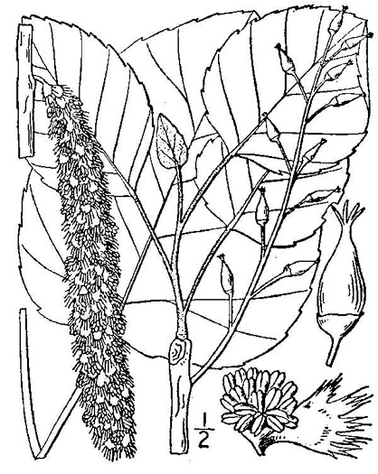 drawing of Populus heterophylla, Swamp Cottonwood