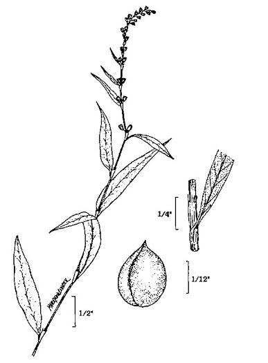 image of Persicaria hydropiper, Marshpepper Smartweed, Waterpepper