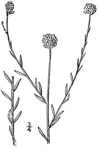 drawing of Polygala mariana, Maryland Milkwort