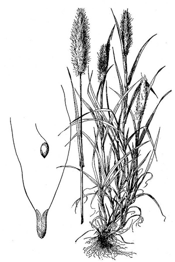 image of Polypogon monspeliensis, Annual Rabbitfoot Grass, Beardgrass, Annual Beardgrass