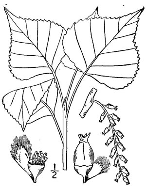 drawing of Populus nigra, European Black Poplar, Lombardy Poplar, Black Poplar