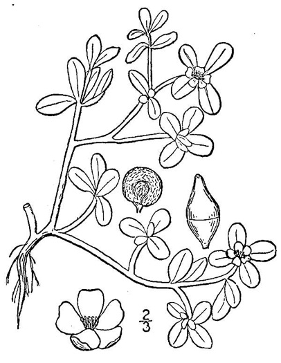 drawing of Portulaca oleracea, Common Purslane, Garden Purslane, Pussley, Pursley