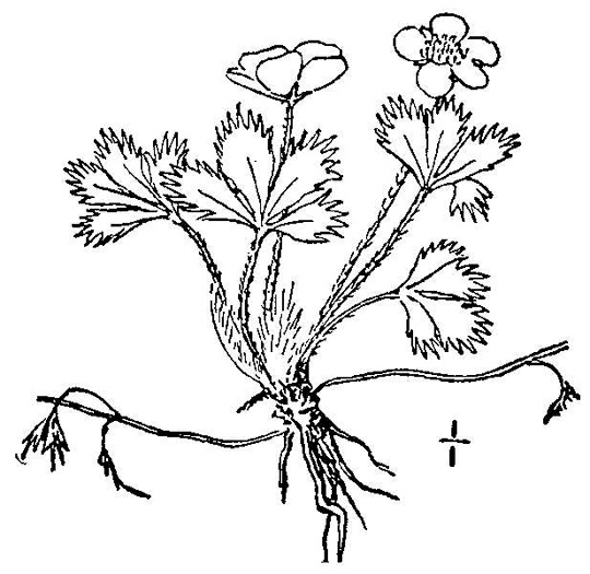 image of Potentilla canadensis, Dwarf Cinquefoil, Running Five-fingers