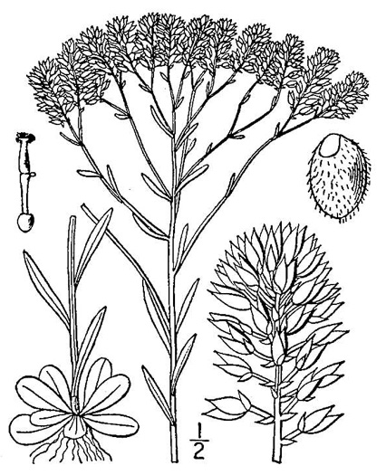 drawing of Polygala ramosa, Short Pinebarren Milkwort, Low Pinebarren Milkwort, Dwarf Milkwort, Savanna Milkwort