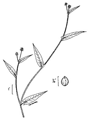 image of Persicaria sagittata, Arrowleaf Tearthumb, Arrowvine