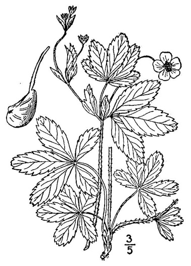 image of Potentilla simplex, Old Field Cinquefoil, Old-field Five-fingers, Common Cinquefoil
