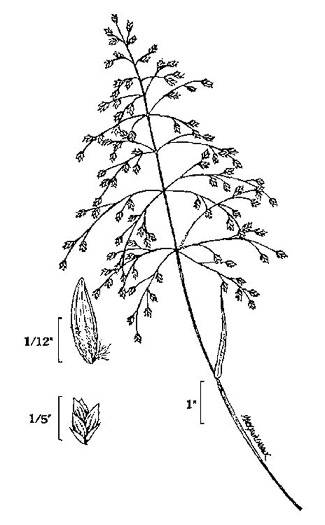 drawing of Poa sylvestris, Forest Bluegrass, Woodland Bluegrass