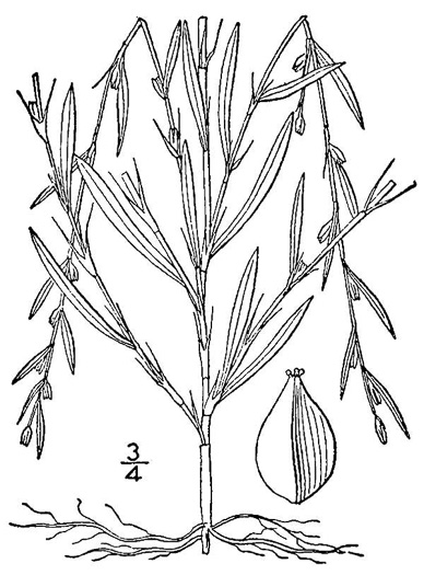 image of Duravia species 2, Glade Knotweed, Slender Knotweed