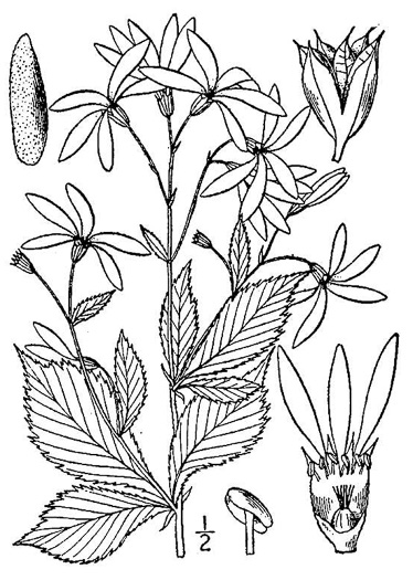 drawing of Gillenia trifoliata, Bowman's Root, Mountain Indian Physic, Fawn's Breath