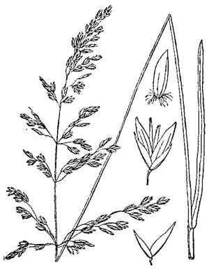 image of Poa trivialis ssp. trivialis, Rough Bluegrass