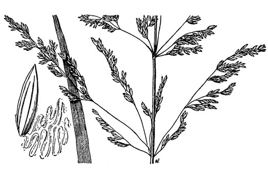 image of Poa trivialis ssp. trivialis, Rough Bluegrass