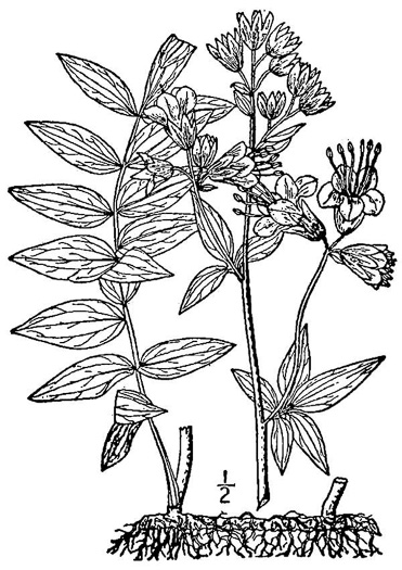 drawing of Polemonium vanbruntiae, Appalachian Jacob's Ladder