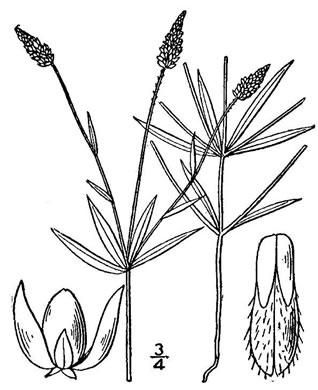 drawing of Polygala verticillata +, Whorled Milkwort