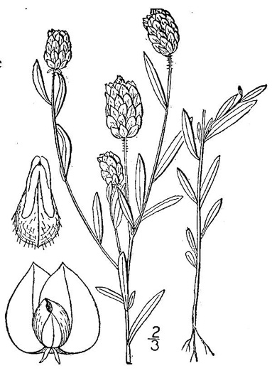 drawing of Polygala sanguinea, Field Milkwort, Blood Milkwort