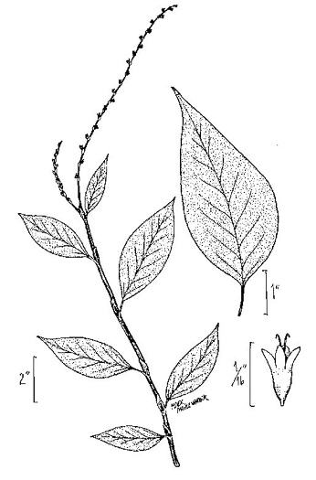 drawing of Persicaria virginiana, Virginia Jumpseed