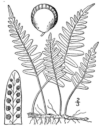 drawing of Polypodium virginianum, Common Rockcap Fern, Rock Polypody