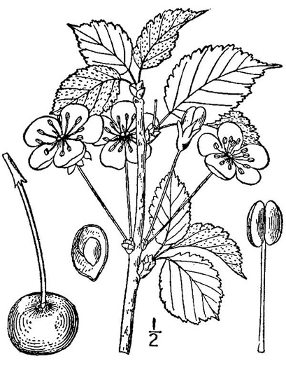 image of Prunus avium, Mazzard Cherry, Sweet Cherry, Bing Cherry