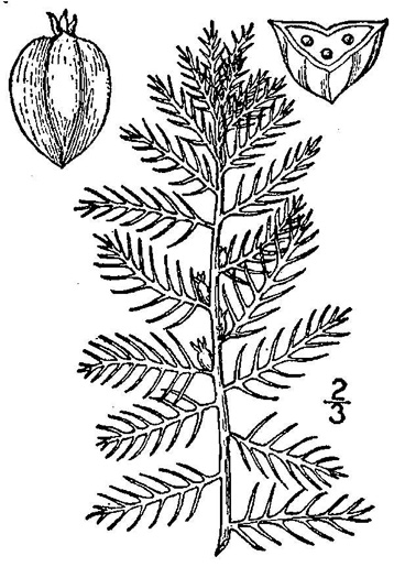 drawing of Proserpinaca pectinata, Feathery Mermaid-weed