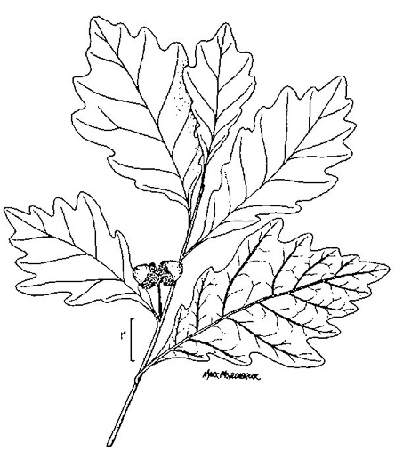 image of Quercus bicolor, Swamp White Oak