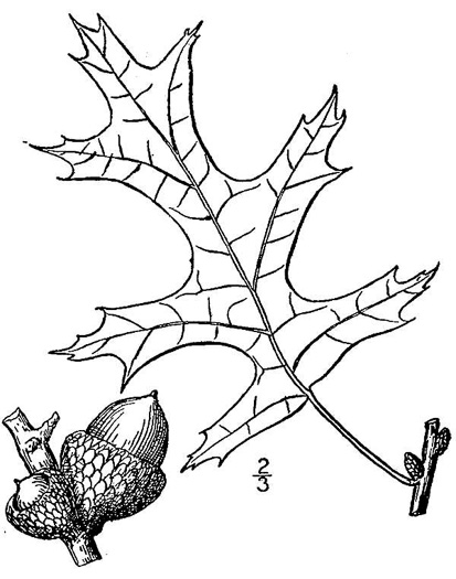 drawing of Quercus coccinea, Scarlet Oak