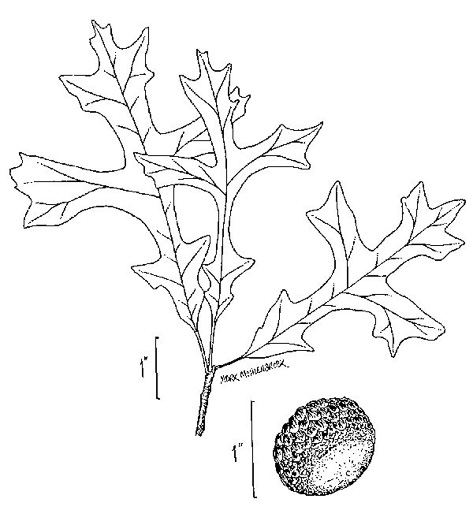 drawing of Quercus lyrata, Overcup Oak, Swamp White Oak