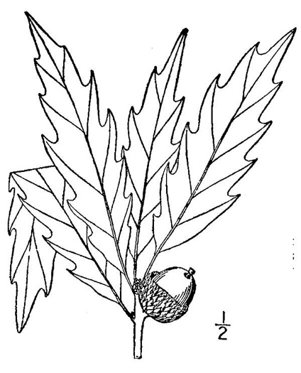 image of Quercus muehlenbergii, Chinquapin Oak, Yellow Chestnut Oak, Yellow Oak