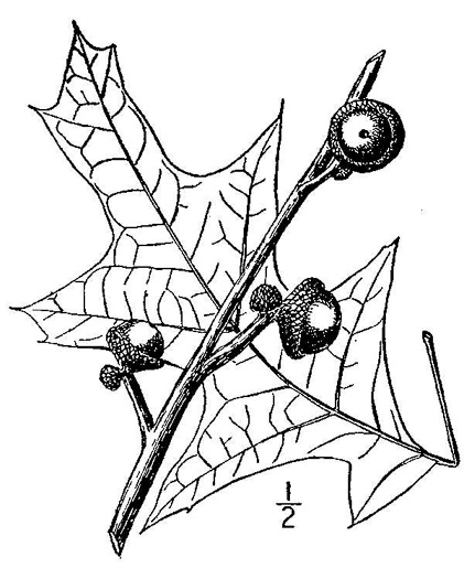 drawing of Quercus pagoda, Cherrybark Oak, Swamp Spanish Oak